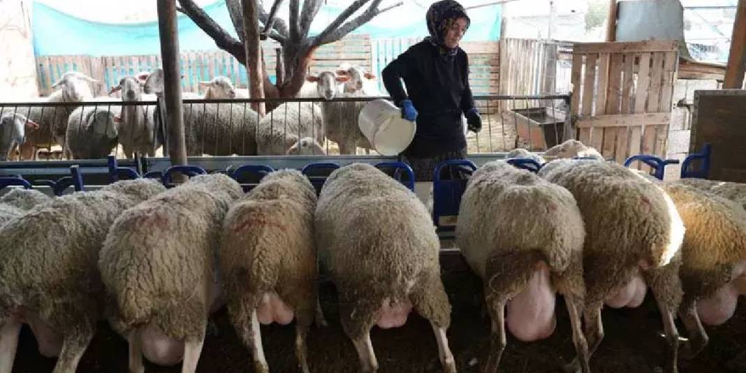 3 koyunla başlayan üretim serüveni: Süt ürünleri üretimi ve arıcılığı da el attı 1